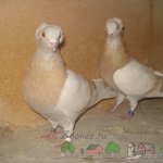 Два бакинских голубя