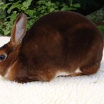 Кролик-рекс шикарного шоколадного цвета