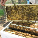 Обработанные пчелиные рамки