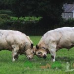 Бельгийские голубые коровы в раннем возрасте