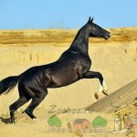 Черный конь резвится в песке
