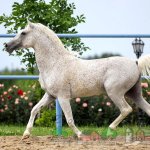 Конь серый типа кохейлан