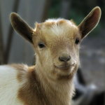 Красивая мордочка мини-козы