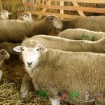 Куйбышевские овцы в загоне