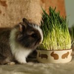 Карликовый кролик ест траву