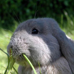 Кролик жует травку