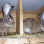 Два кролика на откормку через перегородку