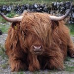Шотландский бык лежит на земле