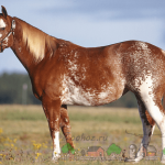 Лошадь типа сабино-оверо