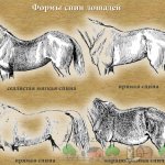 Разные формы спины лошадей