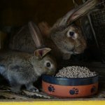 Крольчиха Ризен и крольчонок в клетке