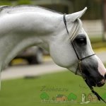 Щучий профиль арабского коня