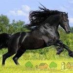 Черная лошадь резвится в поле