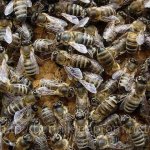Карпатские пчелы в рое
