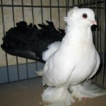 Новочеркасский чернохвостый голубь