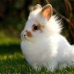 Ангорский кролик на природе