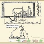Размеры стойла для взрослой коровы