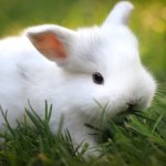 Белый крольчонок в зеленой травке