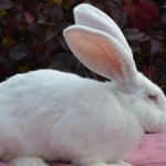 Кролик белого цвета породы Ризен