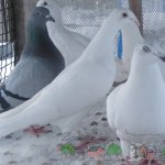 Белые почтовые и сизый голубь