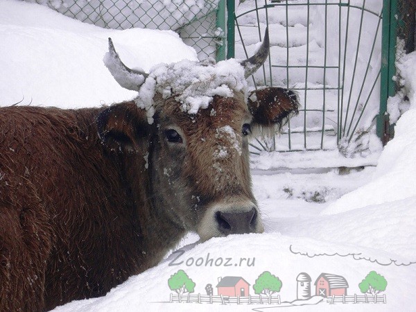 Корова зимой
