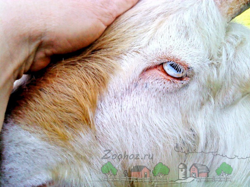 Коза с голубыми глазами