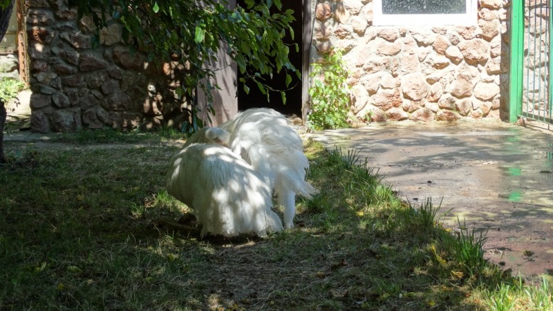 Белый страус