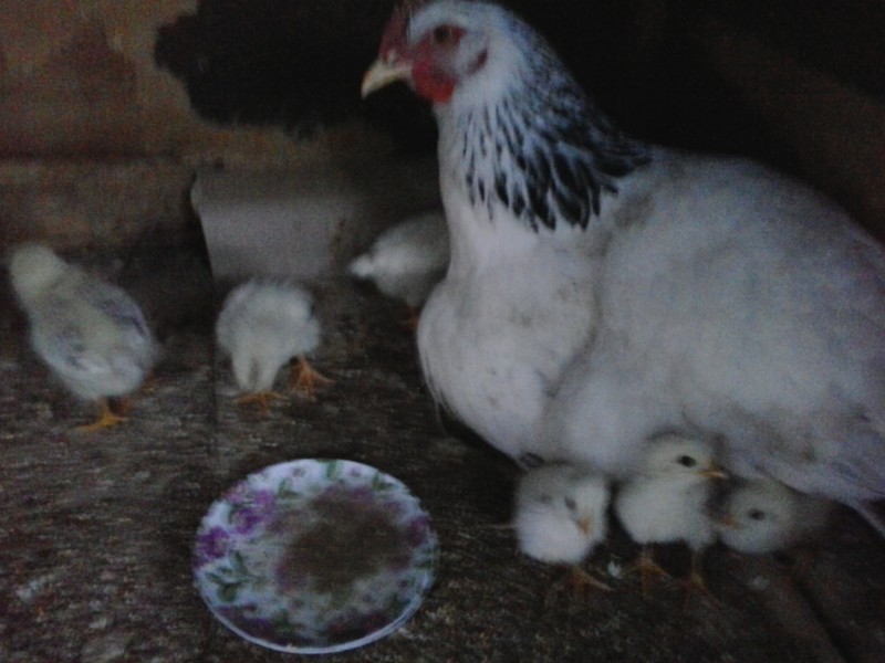 «Серебристая» курица-несушка с цыплятами