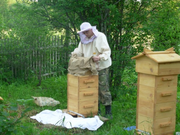 Как сделать пчелиных улей
