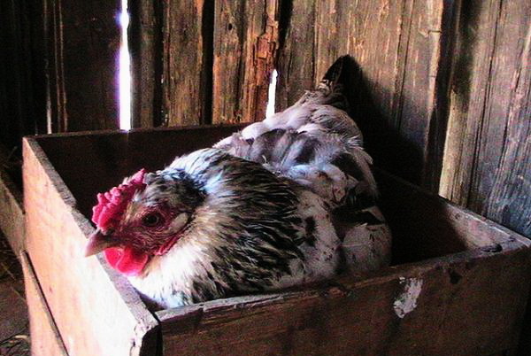 Как принудительно посадить курицу на яйца