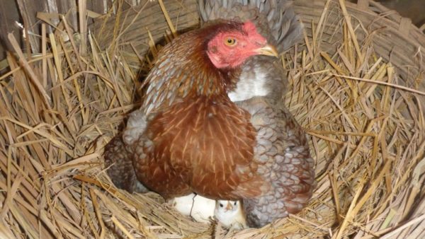 Как принудительно посадить курицу на яйца