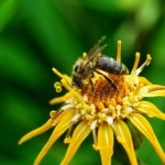 Пчела на красивом цветке