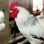 Отличия адлерского петуха и курицы
