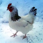 Курица гуляет по снегу