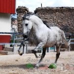 Серая андалузская лошадь