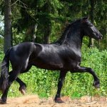 Красивая черная лошадка возле леса