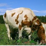 Симментальская корова на пастбище