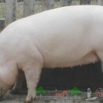 Белорусская крупная белая свинья