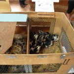 Небольшой цыплятник с птенцами