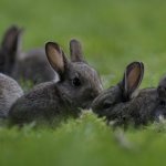 Серые крольчата на траве