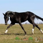 Ахалтекинская лошадь играет на поле