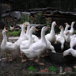 Домашние белые гуси возле кормушки