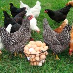 Куры и корзина с яйцами