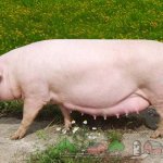 Свиноматка породы Ландрас