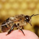 Пчела-самец на пальце