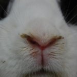 Выделения из носа кролика