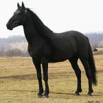 Вороная лошадь Карачаевской породы