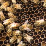 Медоносные пчелы кавказские