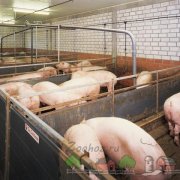 Дешевый сарай для свиней