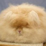 Невероятная "прическа" ангорского кролика